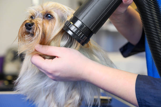 Blow dry service