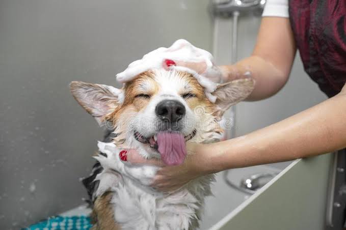 Dog bath and shampooing service
