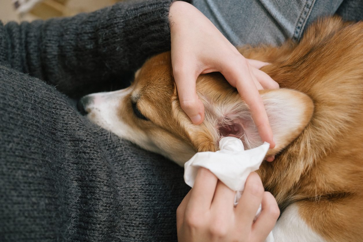Ear cleaning service